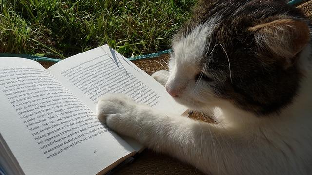 Studious cat