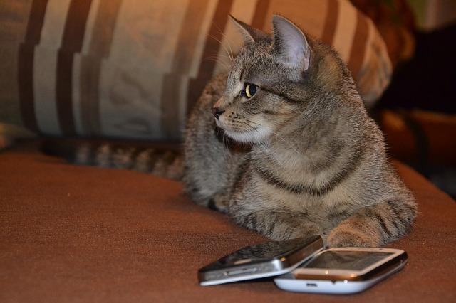 Gatto al telefono