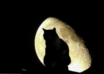 Il gatto e la Luna