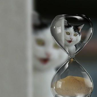 The Cat and the time