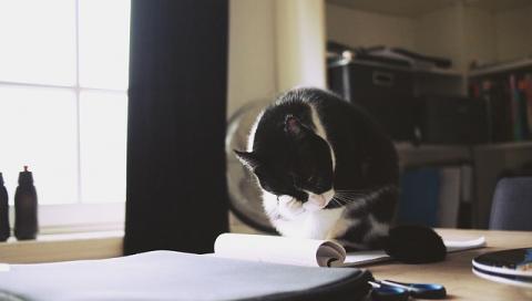 The accounting cat