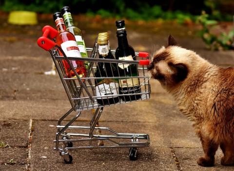 The cat at the supermarket