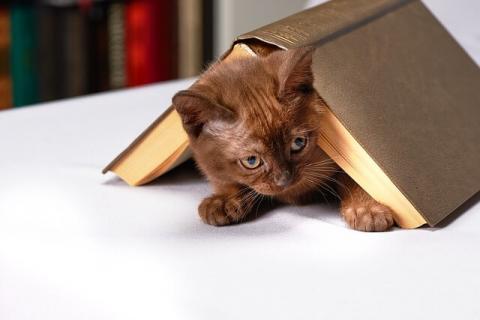 The cat with the book